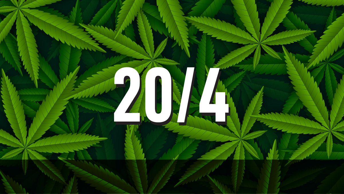 Bedste lysplan for autoflowers: 20/4 Lyscyklus for cannabisplanter