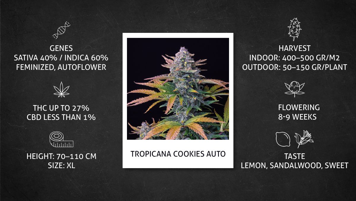 Tropicana Cookies Auto 대마 스트레인: 데이터시트