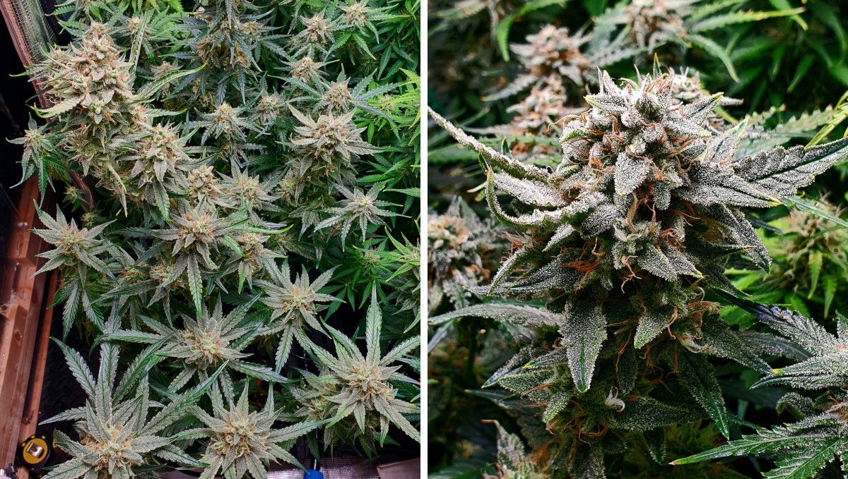 Cherry Cola Auto: ดอกหลักใหญ่ สุกงอม