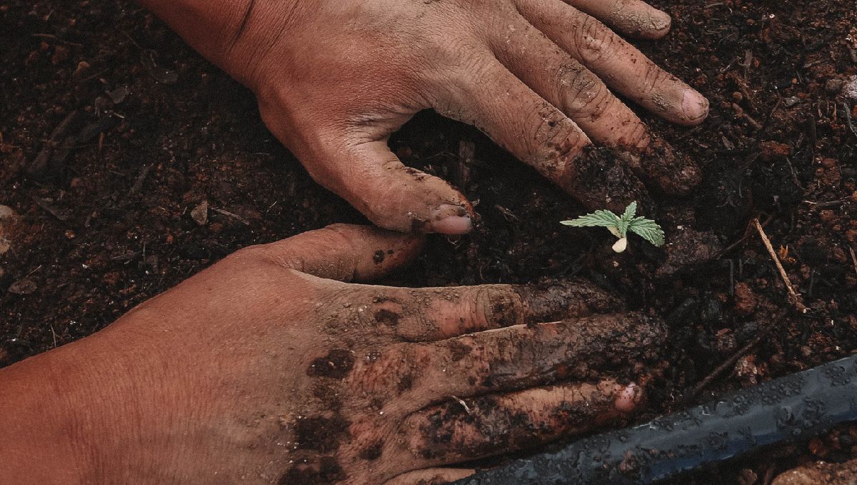 Guide germination : quoi attendre juste après