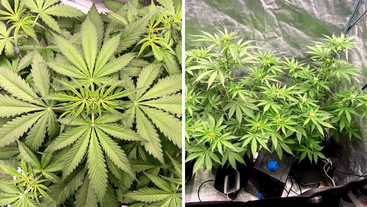 Gorilla Auto Cannabis Strain Week-by-Week Guide: The top view of a plant's apex that appears to be on the verge of flowering and two big indoor autoflowers in the preflowering stage