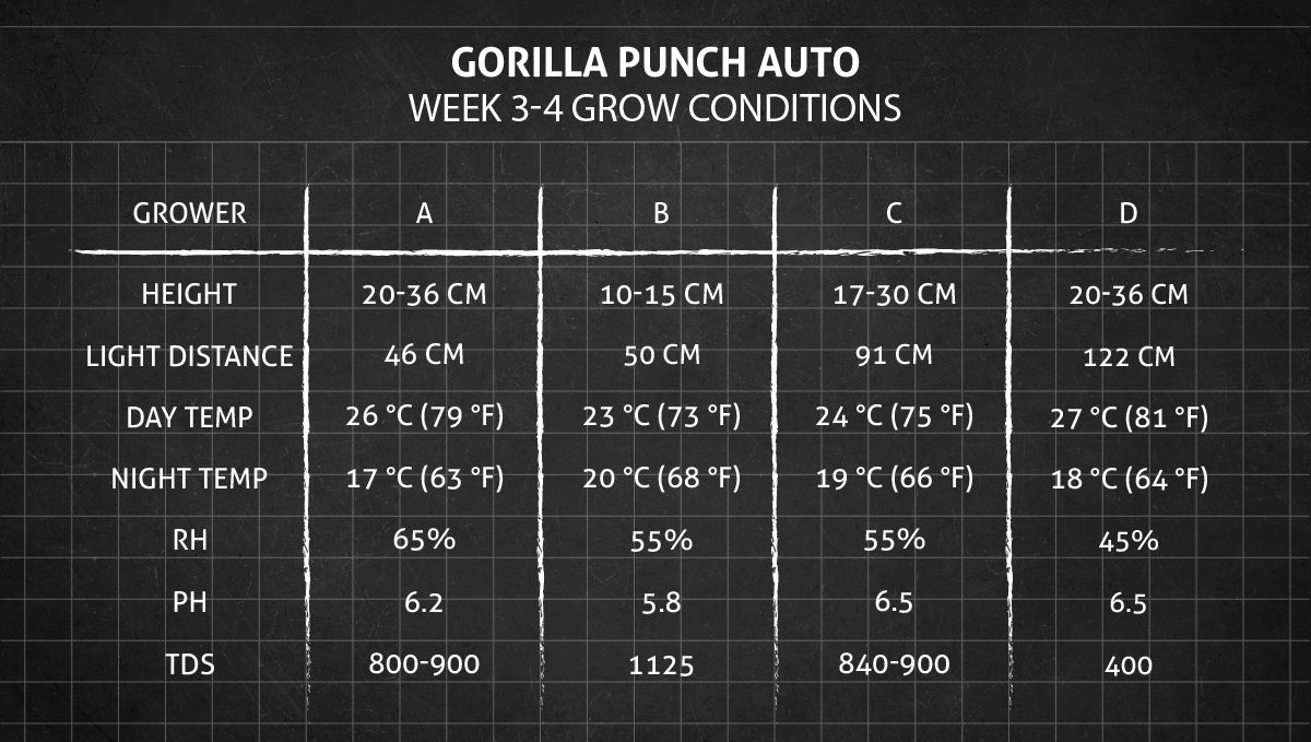 Gorilla Punch Auto 大麻品种：第3-4周种植条件
