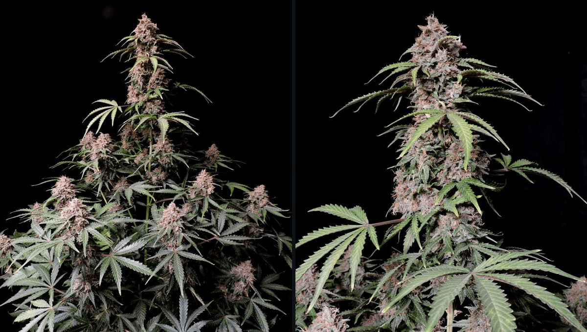 Top 10 strains to grow outdoors: Amnesia Z Auto