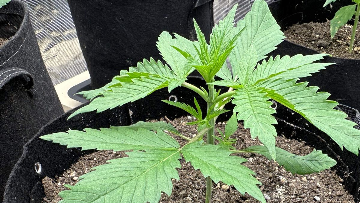 Purple Lemonade FF कैनाबिस स्ट्रेन: शुरुआती वेज | हफ्ता 2 | साइड ब्रांचेस बढ़ रही हैं
