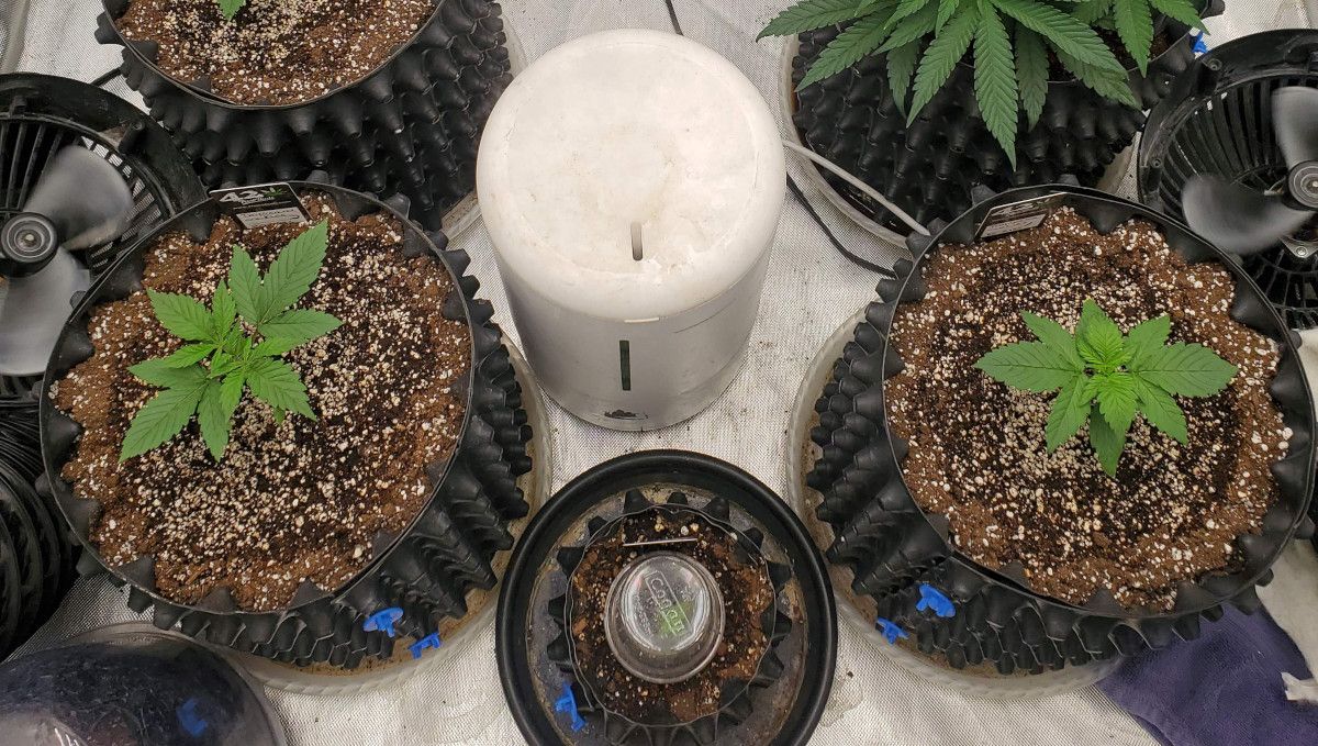 GG4 Sherbet FF cannabis strain: early veg | week 2 | big, healthy young plants in airpots at the end of the 2nd week