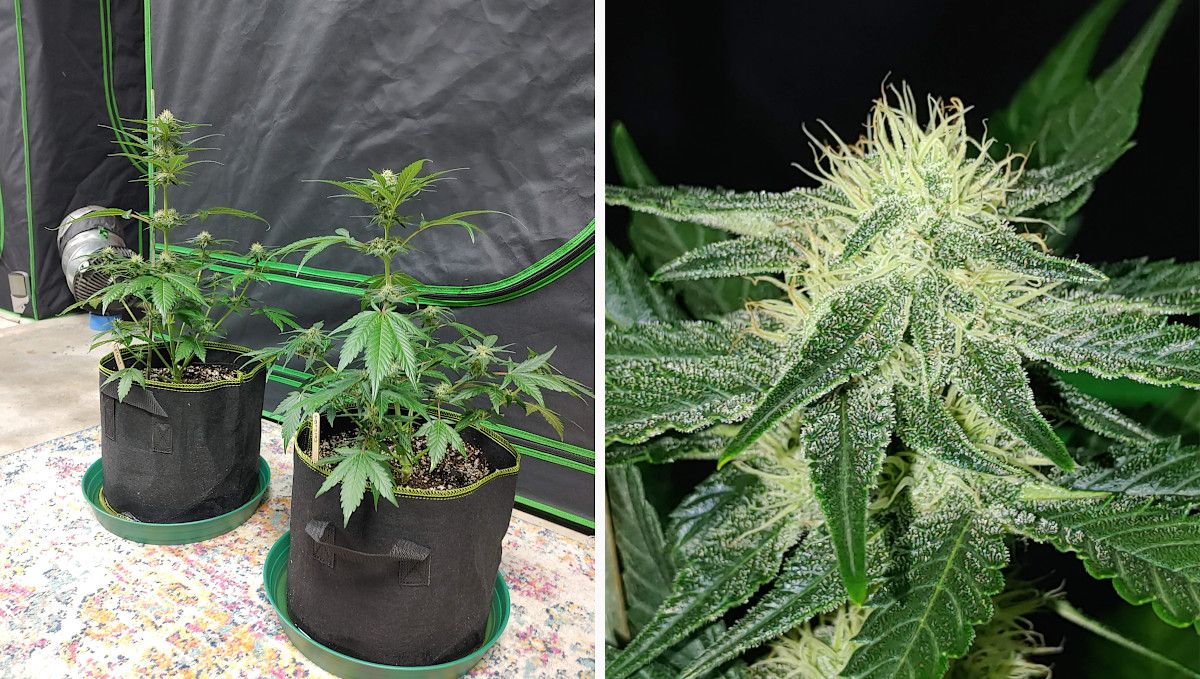 Purple Punch Auto Plants Seed Week-by-Week Guide: Two medium-size indoor plants plants in mid-flower standing outside a tent, and a closeup of a bud with white pistils and frosts