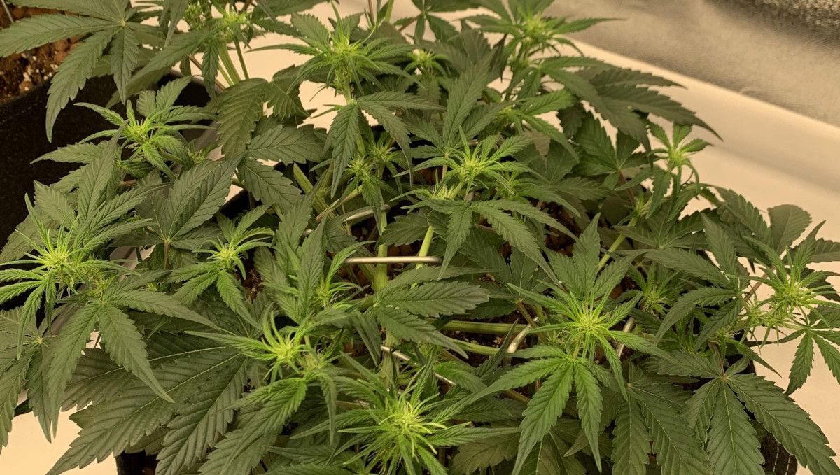 Strawberry Gorilla Auto Cannabissorte: &Uuml;bergang (Vorbl&uuml;te) | Woche 5 | Indoor-Autoflower mit einer flachen Krone und den ersten Bl&uuml;ten an den Spitzen.