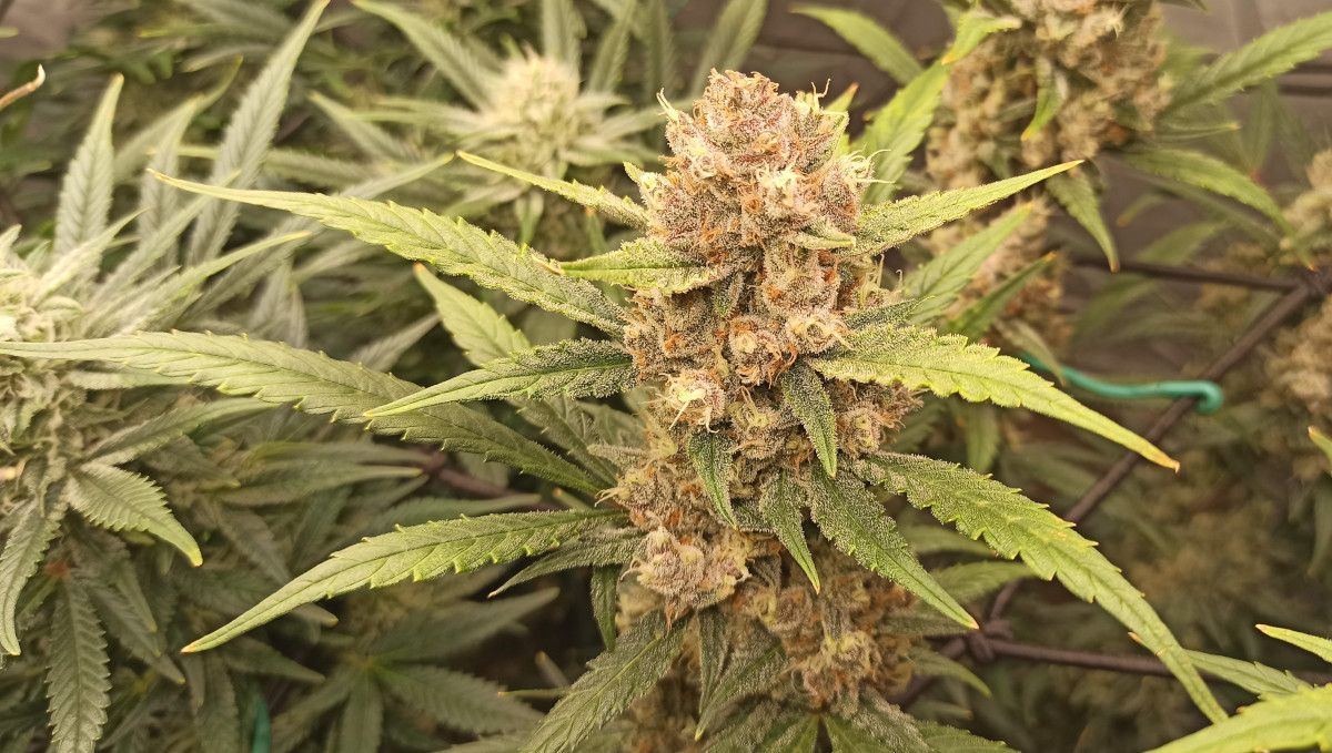 Tropicana Cookies Auto 대마 스트레인: 숙성 및 수확 | 10주차 | 다채롭게 물든 꽃 근접