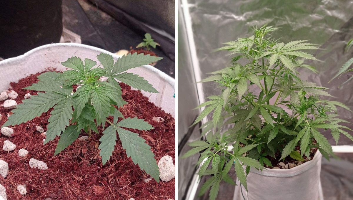 Strawberry Cheesecake Auto cannabis strain: mid veg | weeks 3-4 | a young marijuana plant developing rapidly after the first transplant