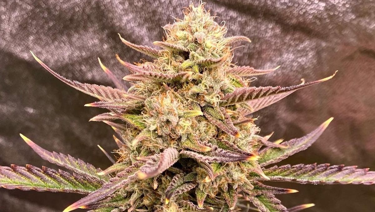Top 5 best indoor autoflower strains: guava auto