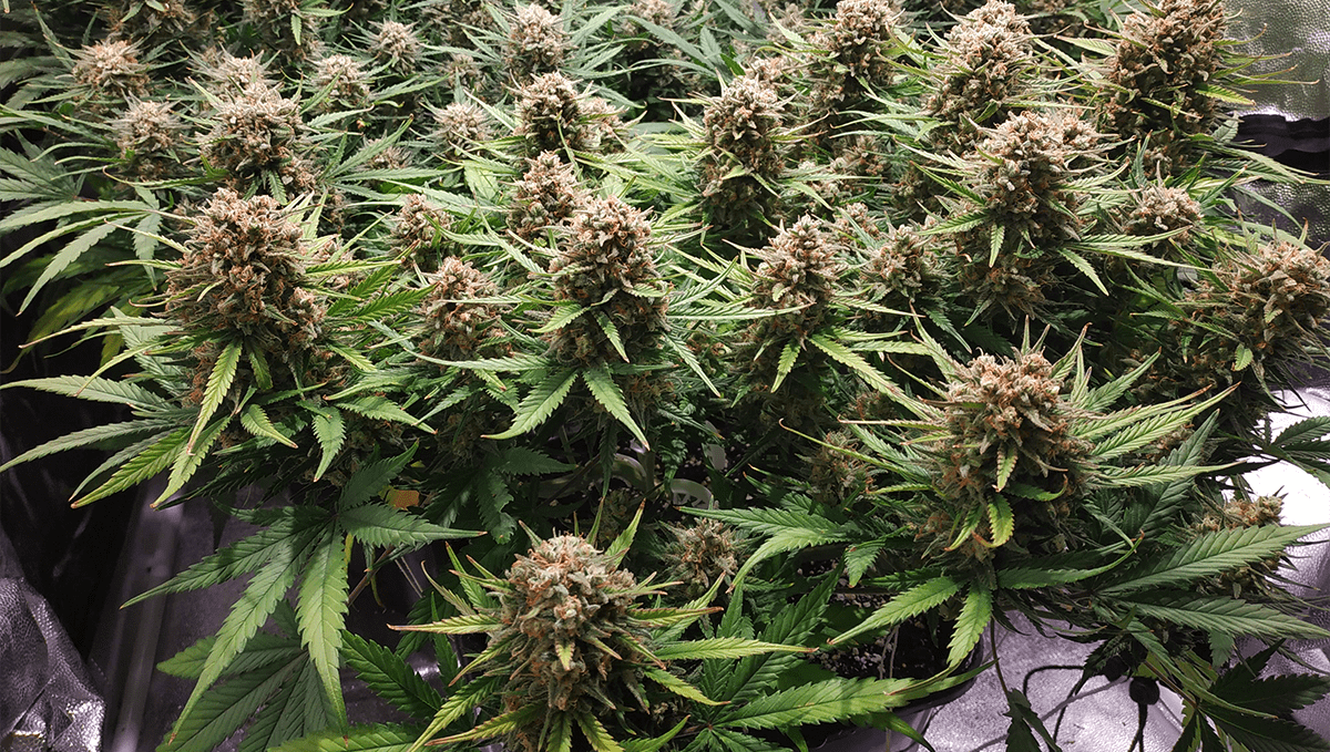 The top 5 most popular autoflower strains: girl scout cookies auto