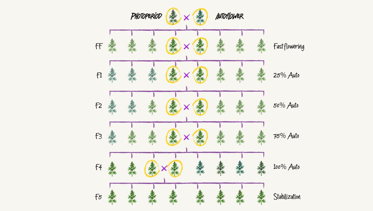 breeding process