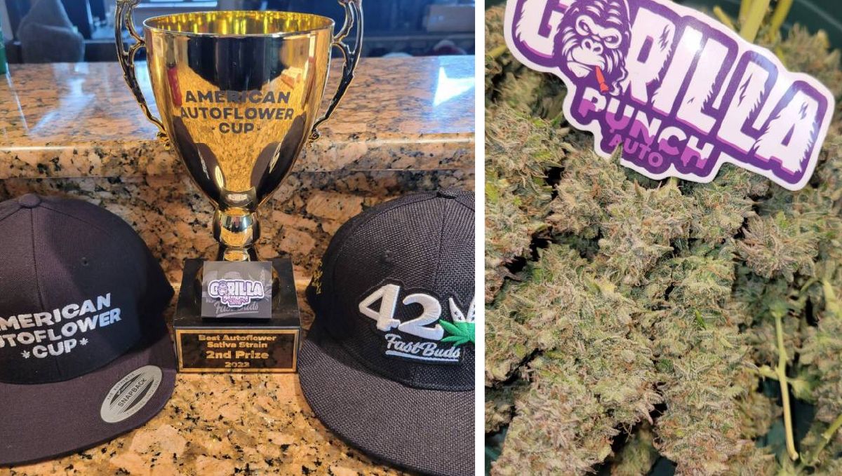 Gorilla Punch Autoの実物画像。こちらもAmerican Autoflower Cup受賞。