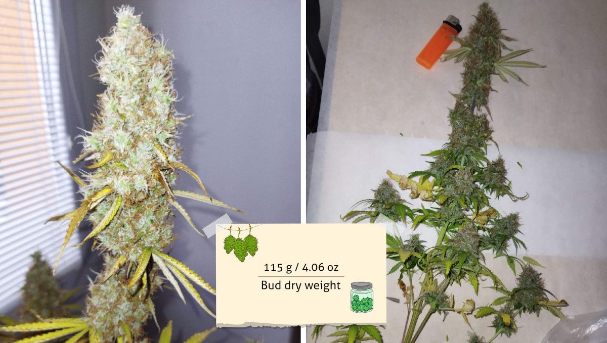 オートマザール大麻ストレイン：収穫 | 中央枝の収穫前後写真