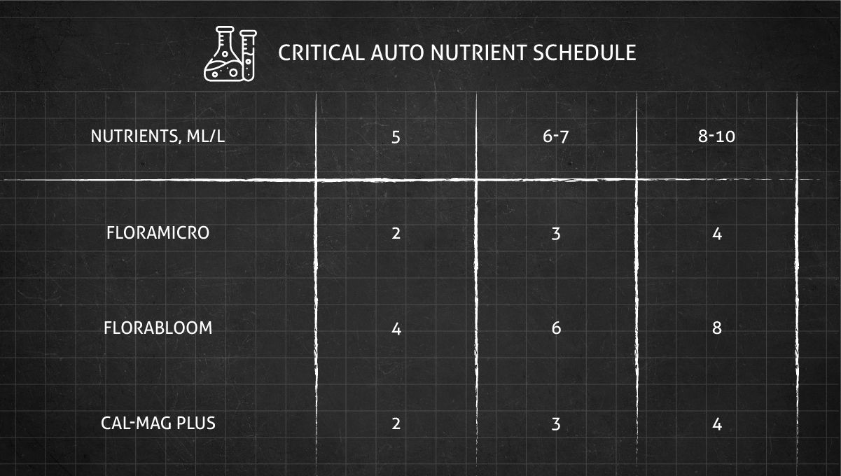 Feeding schedule for Critical Autoflower flowering stages