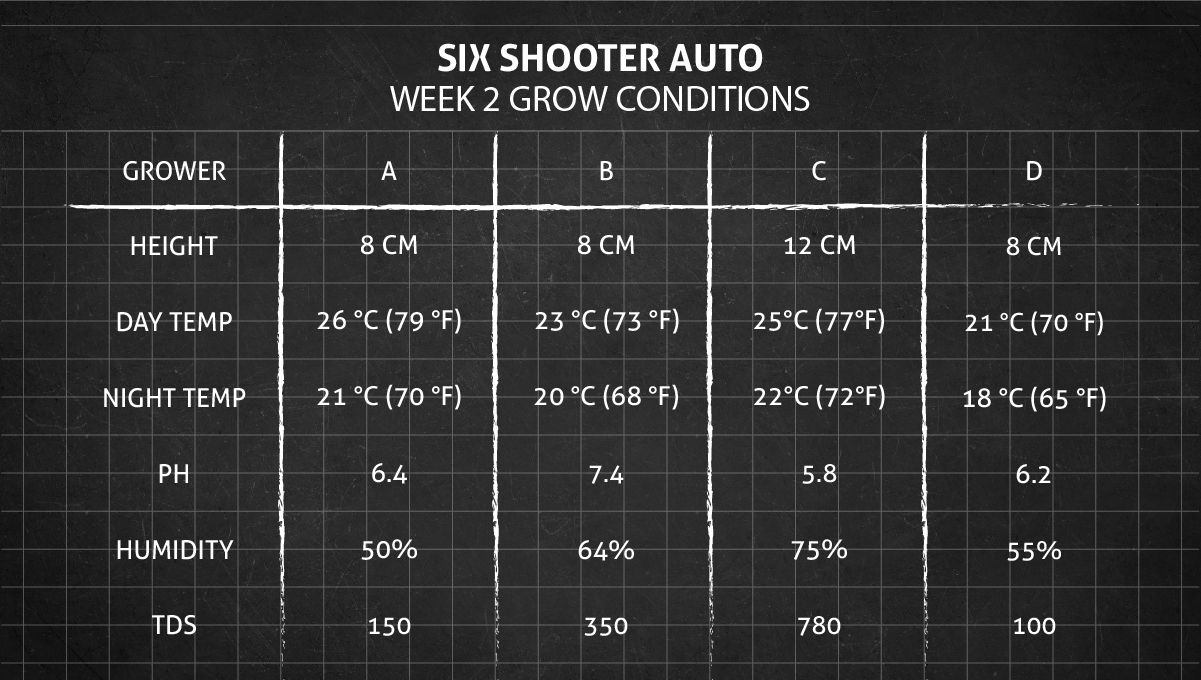 Six Shooter Auto cannabis strain: week 2 grow conditions