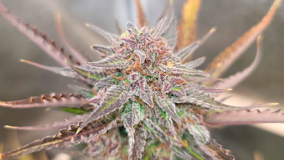 Blueberry auto week-by-week guide: flowering stage week 4