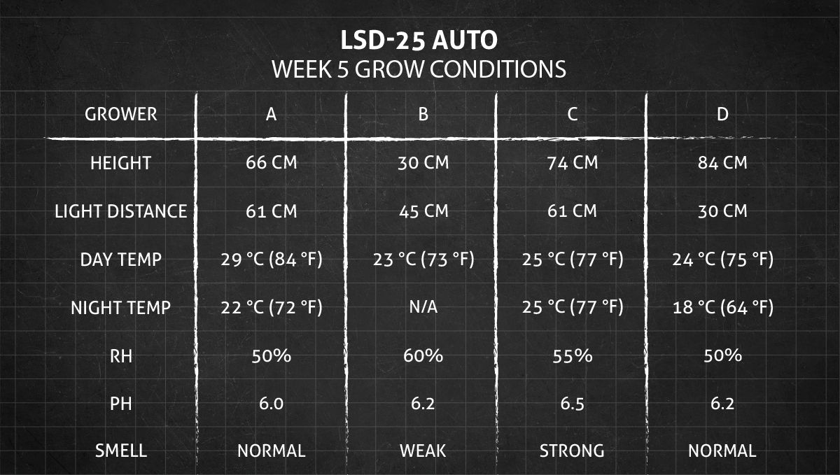 LSD-25 오토 대마초 스트레인: 5주차 재배 조건