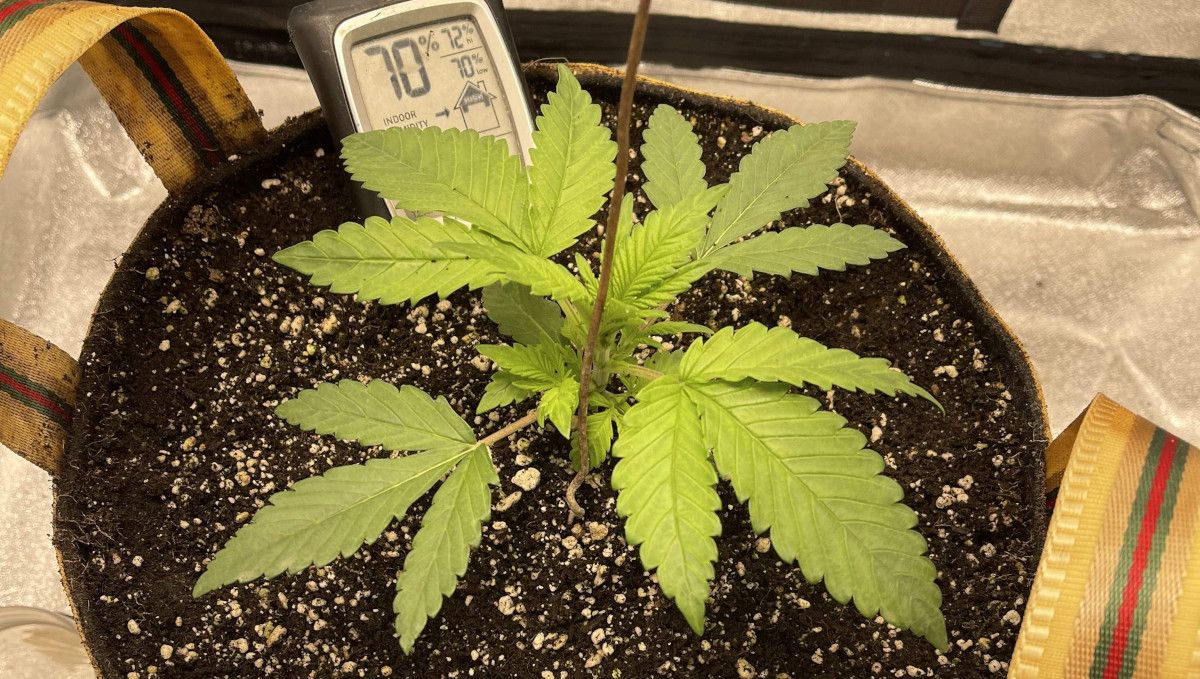 Cherry Cola Auto: ใบเหลืองเพราะขาดไนโตรเจน