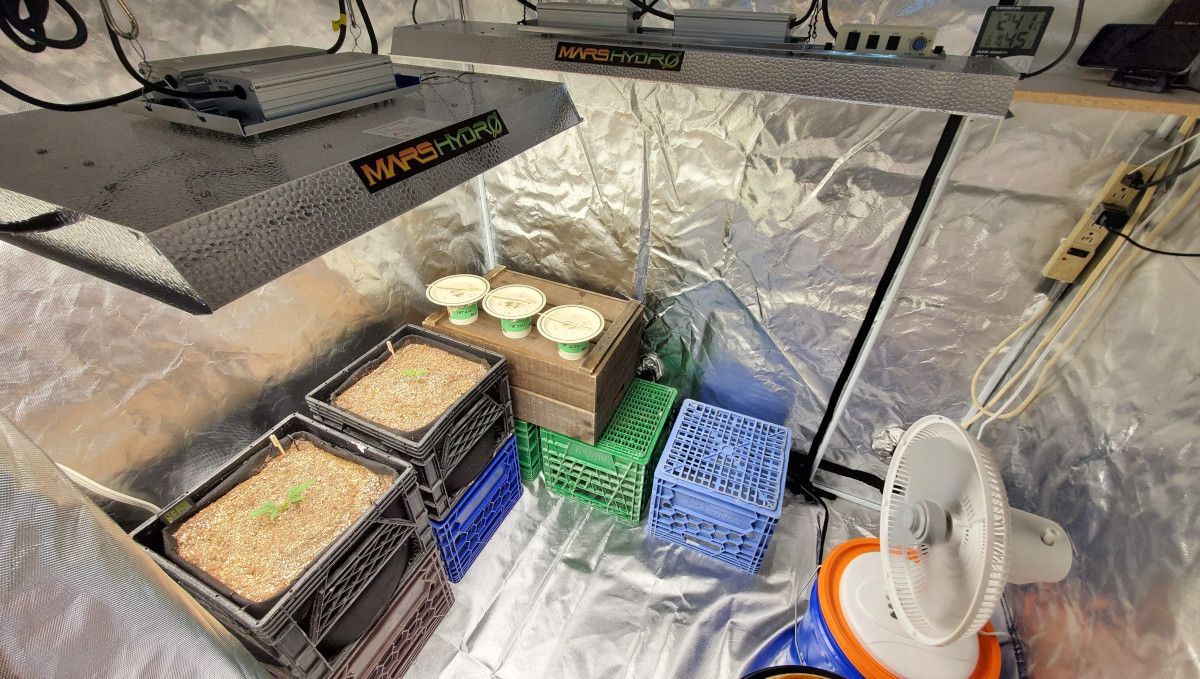 Forbidden Runtz Auto Cannabis Strain Week-by-Week Guide: A spacious grow tent equipped with two Mars Hydro LED lights and two young cannabis plants in square containers