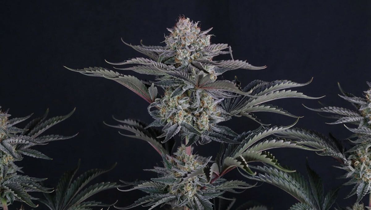 mendo