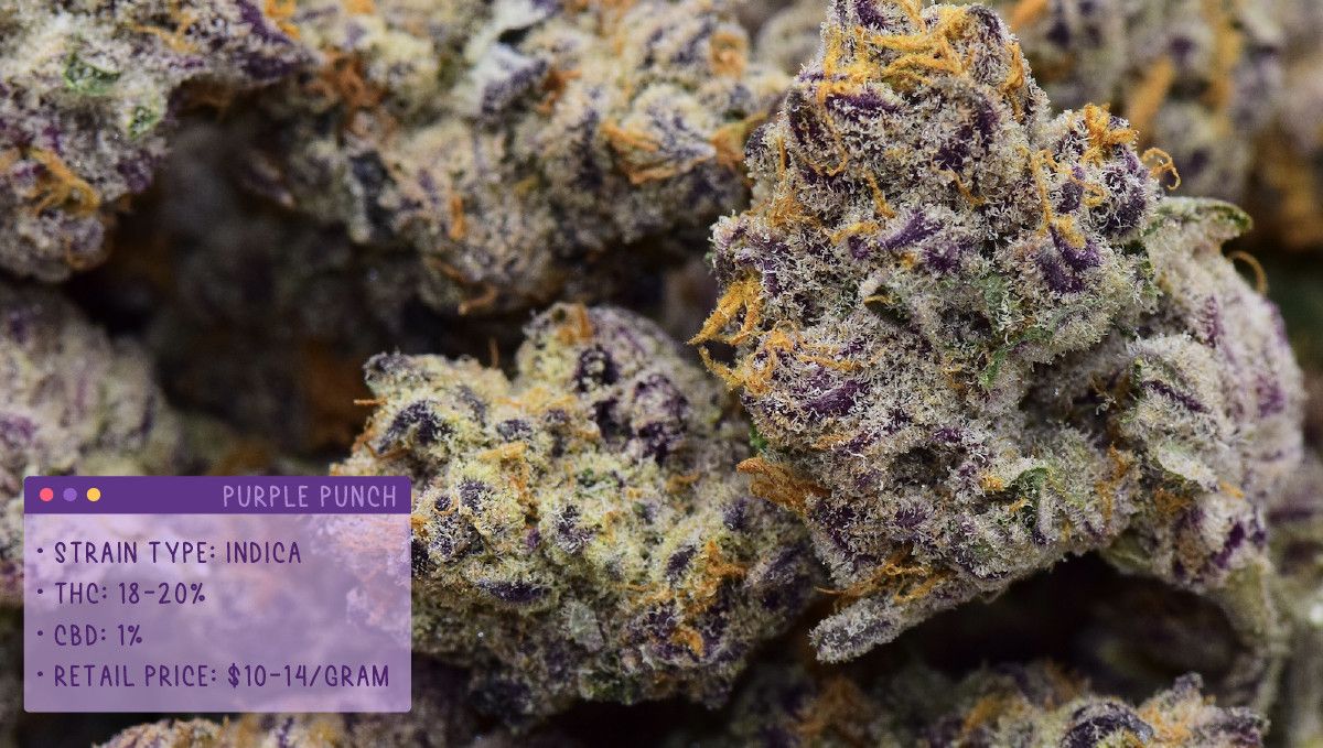 22 Beste Weed Sorten zum Probieren 2022: Purple Punch