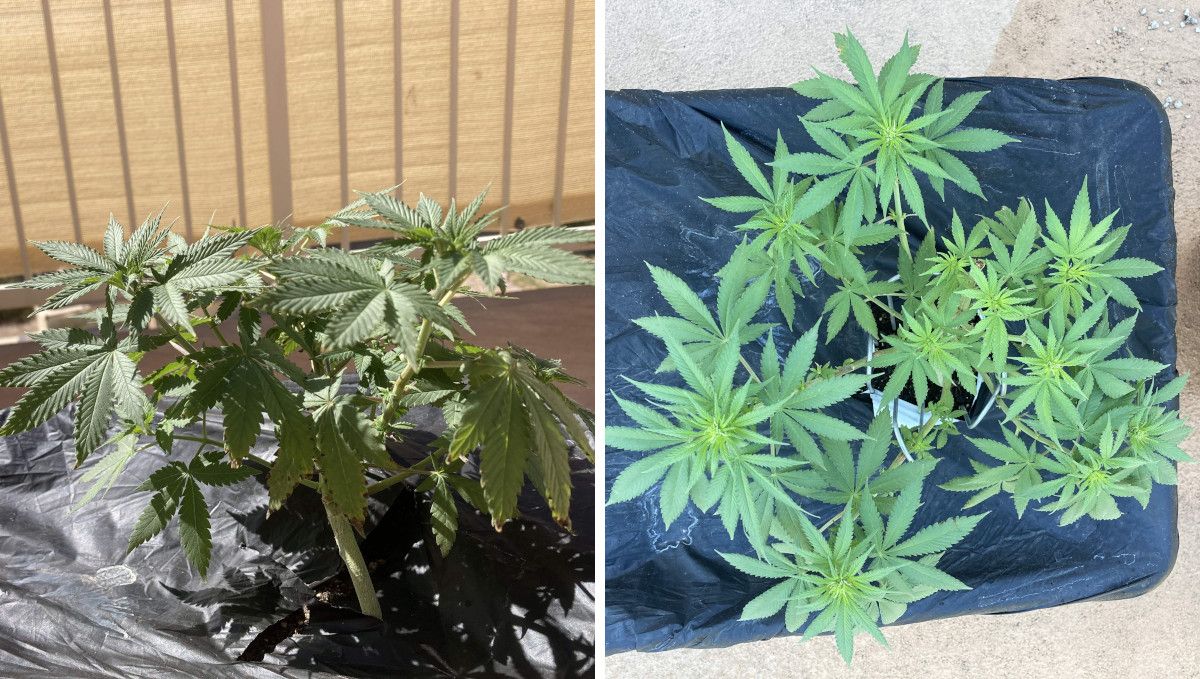 Orange Sherbet FF cannabis strain: transition (pre-flower) | week 7 | a plant that's starting to bud in a balcony grow