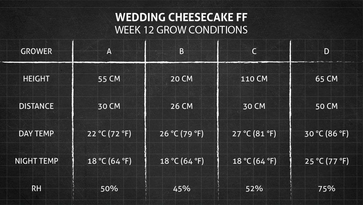 Wedding Cheesecake FF cannabis strain: week 12 grow conditions