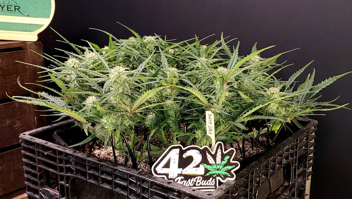 Forbidden Runtz Auto 대마 스트레인 주차별 가이드: 측면에서 본, 아주 낮고 조밀한 메인라이닝 대마