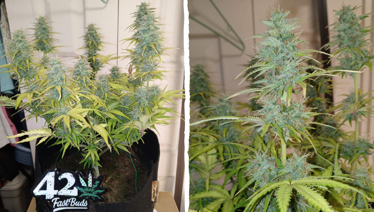 Cinderella auto week-by-week guide: flowering stage week 6