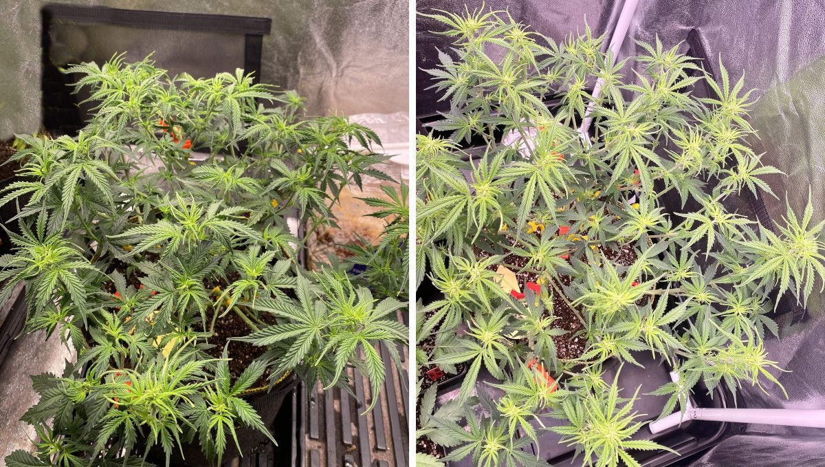 Watermelon Z Auto カンナビス品種: 移行期（プレフラワー） | 5週目 | トレーニング・葉かきで過剰管理気味の開花間近株