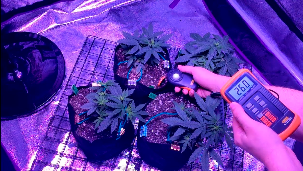 The top 5 best ways to increase your autoflower cannabis yield: use more light