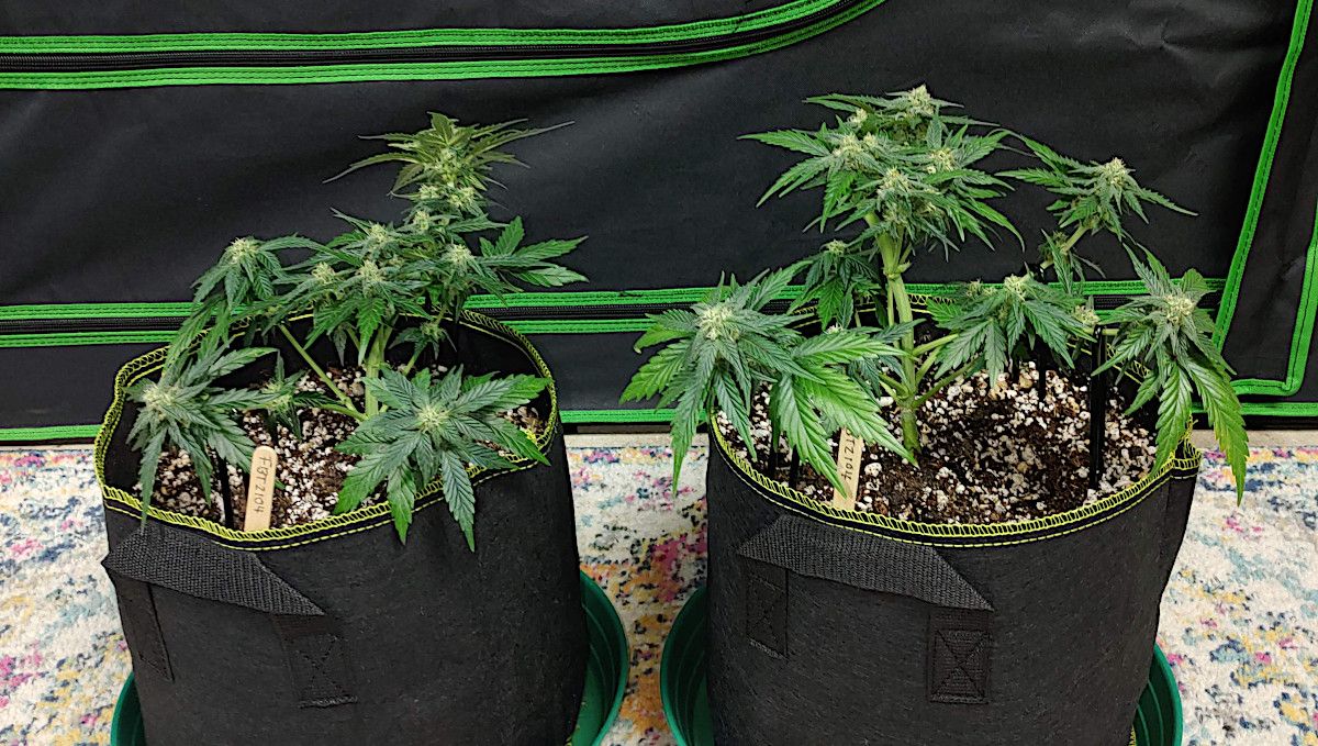 Forbidden Runtz Auto 대마 스트레인 주차별 가이드: 많이 탈엽된 오토플라워 2종, 측면 모습