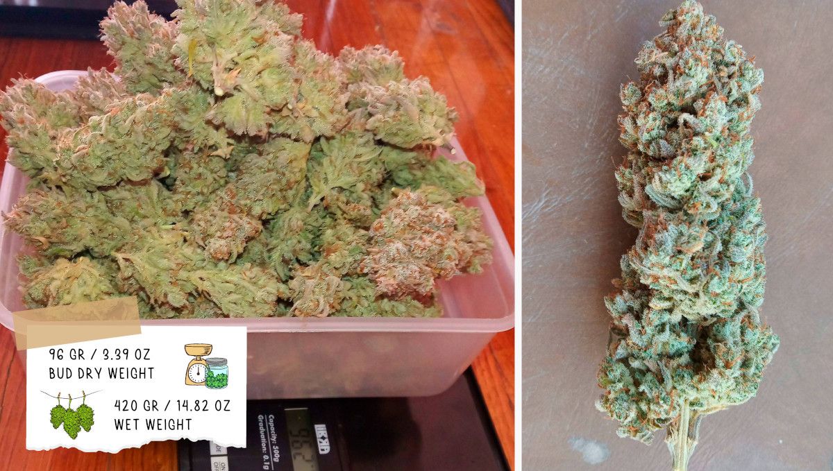Gelato Auto Plants Seed Week-by-Week Guide: Grower C's outcome - A heap of plants buds on scales and a trimmed nugget