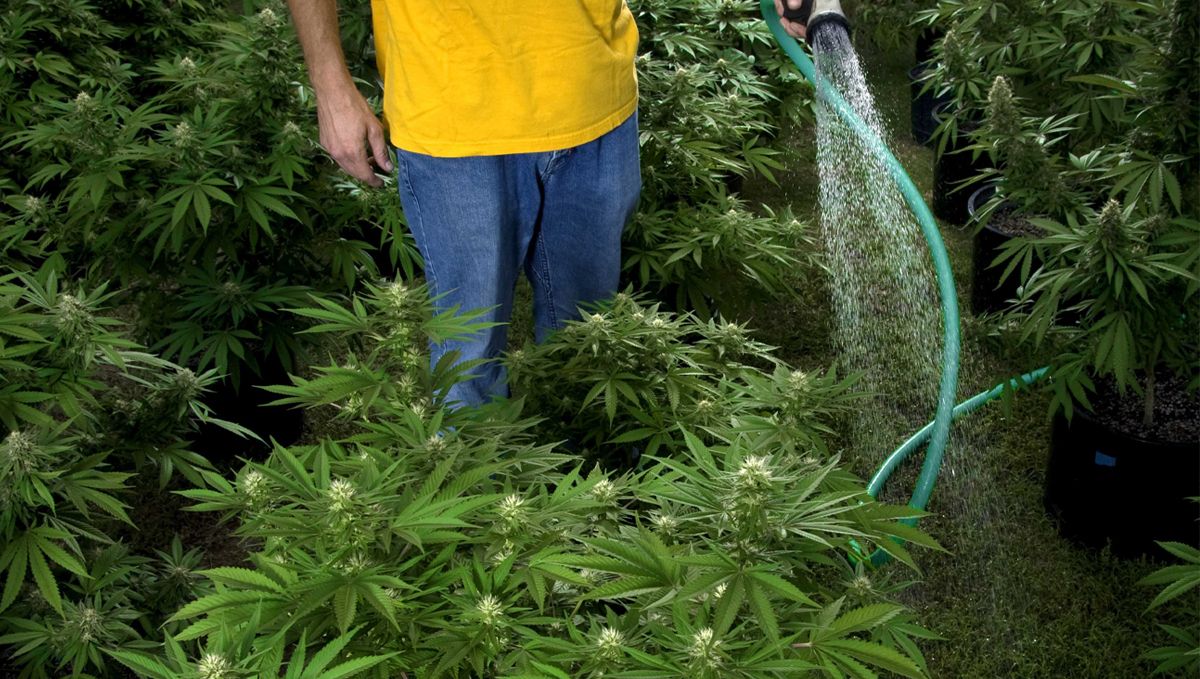 The ultimate guide to watering your plants plants: Hand watering
