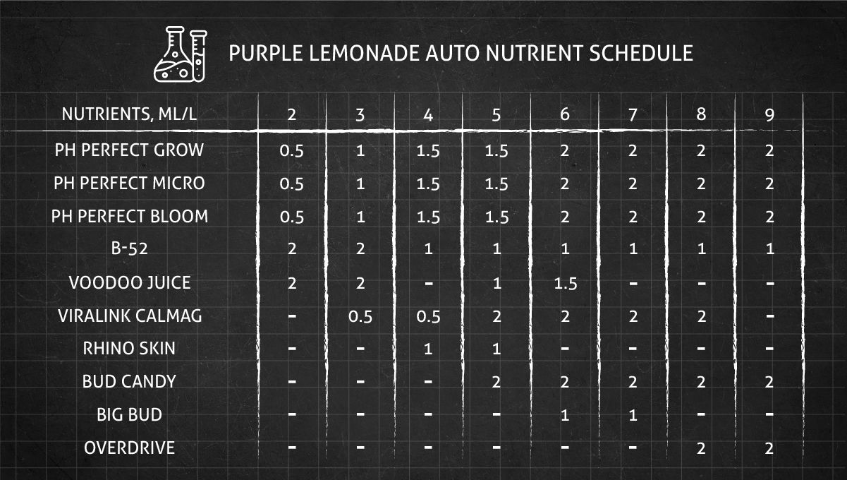 Purple Lemonade Auto 大麻品种周周种植指南 - 周2至周9养分喂养表