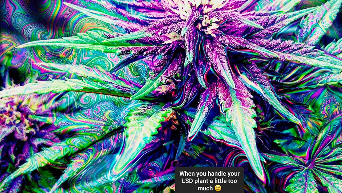 Ein lustiges Meme über untote Cannabis-Grower, die Fast Buds Genetik genießen.