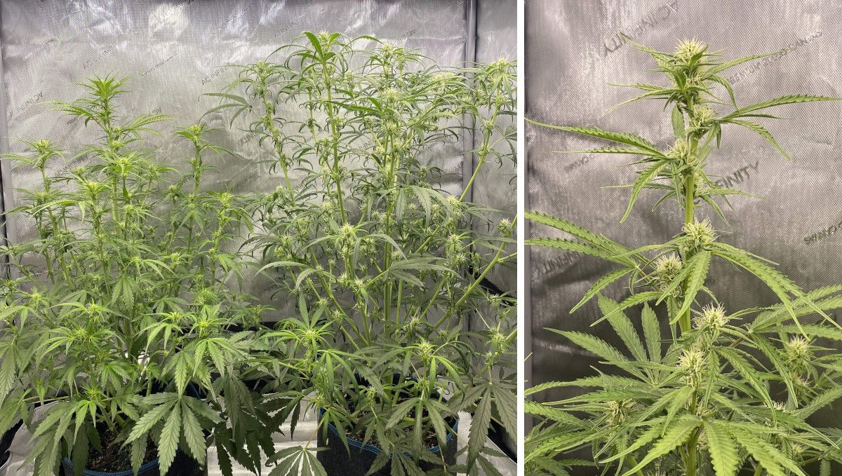 Gorilla Punch Auto 大麻品种：开花早期 | 第6-7周 | 室内多主花棒，顶部初现雌蕊特写