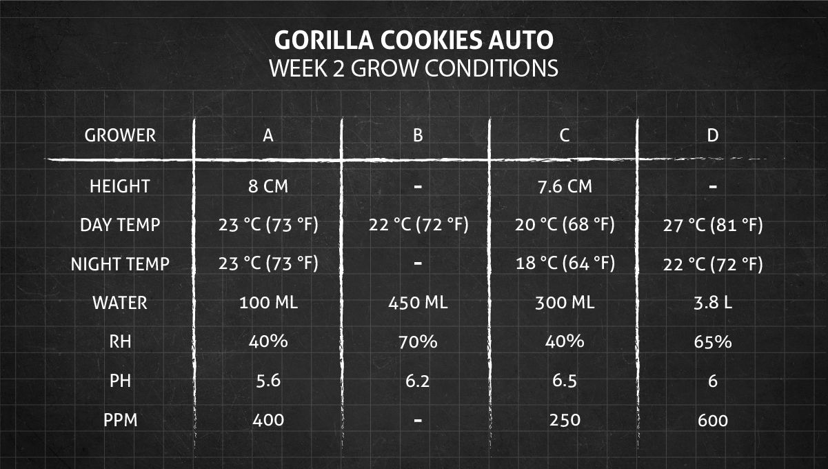 Gorilla Cookies Auto Plants Seed Week-by-Week Guide: Week 2 Grow Conditions