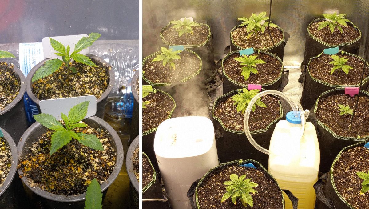 Gorilla Cookies FF cannabis strain: early veg | seedlings growing in party cups and after a transplant into smart pots