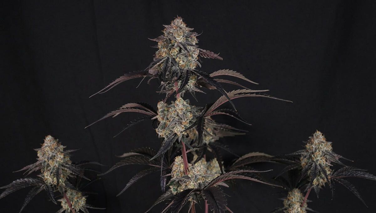 lemon cherry sundae