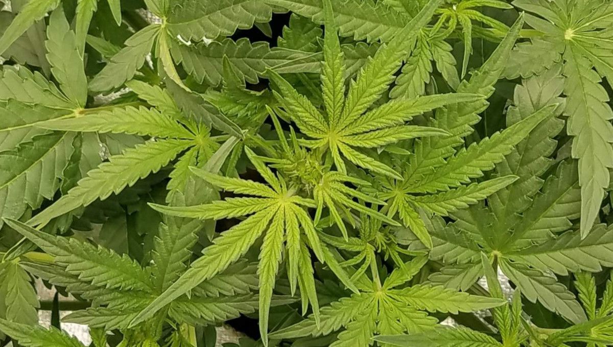 Pineapple Express Auto cannabis-variant: overgang (pre-blomstring) | uke 5 | sett ovenfra, plantetoppen straks før første blomster