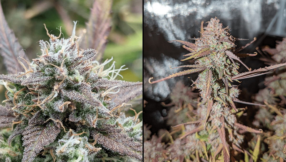 The 5 strongest autoflower strains: Gorilla Glue Auto The 5 strongest autoflower strains: Gorilla Glue Auto