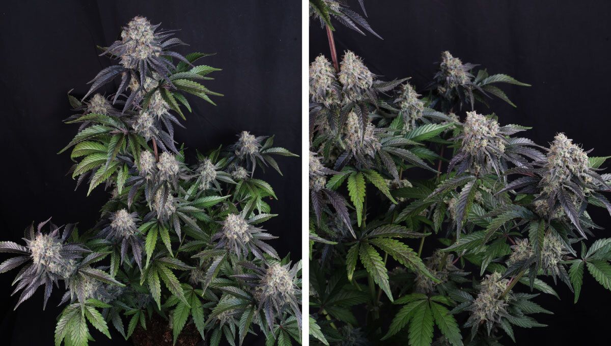sundae frost