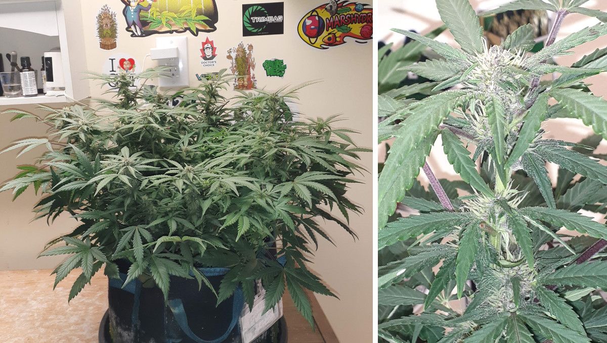Tropicana Cookies Auto 대마 스트레인: 초기 개화 | 6~7주차 | 보라색 꽃이 늘어선 실내 오토플라워