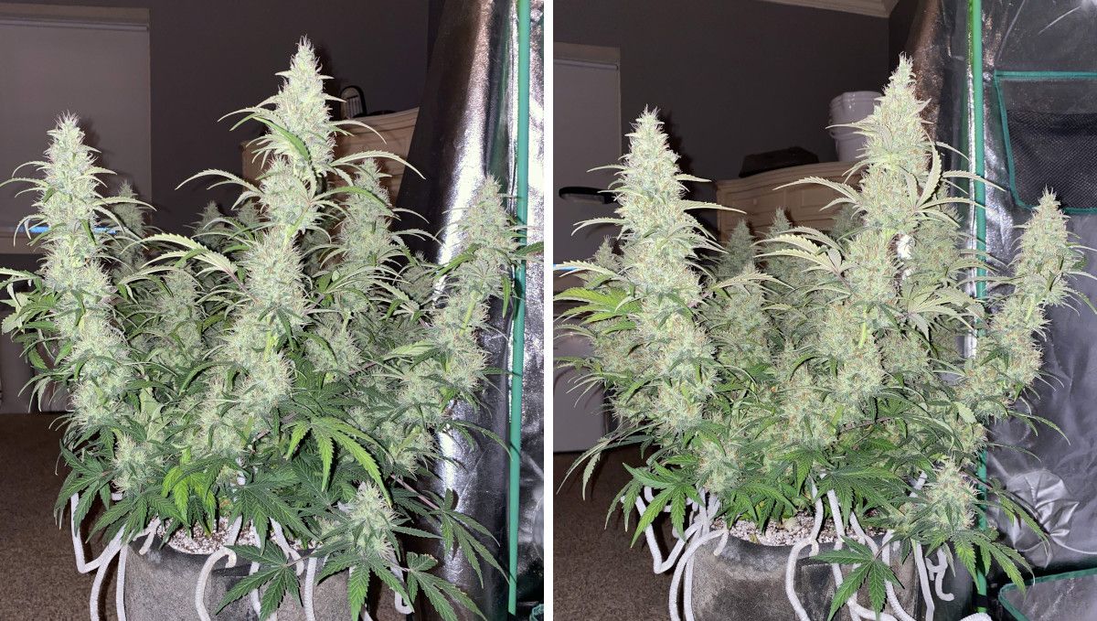 Pineapple Express Auto cannabis-variant: midtblomstring (bulk-fase) | uke 8-9 | høytytende autoflower med lange, spydformede colas
