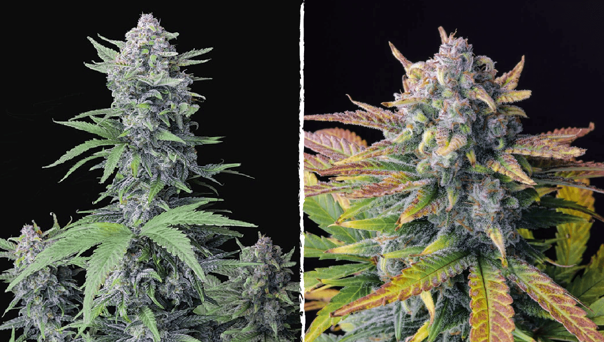 前五高THC自动开花品种：tropicana cookies auto