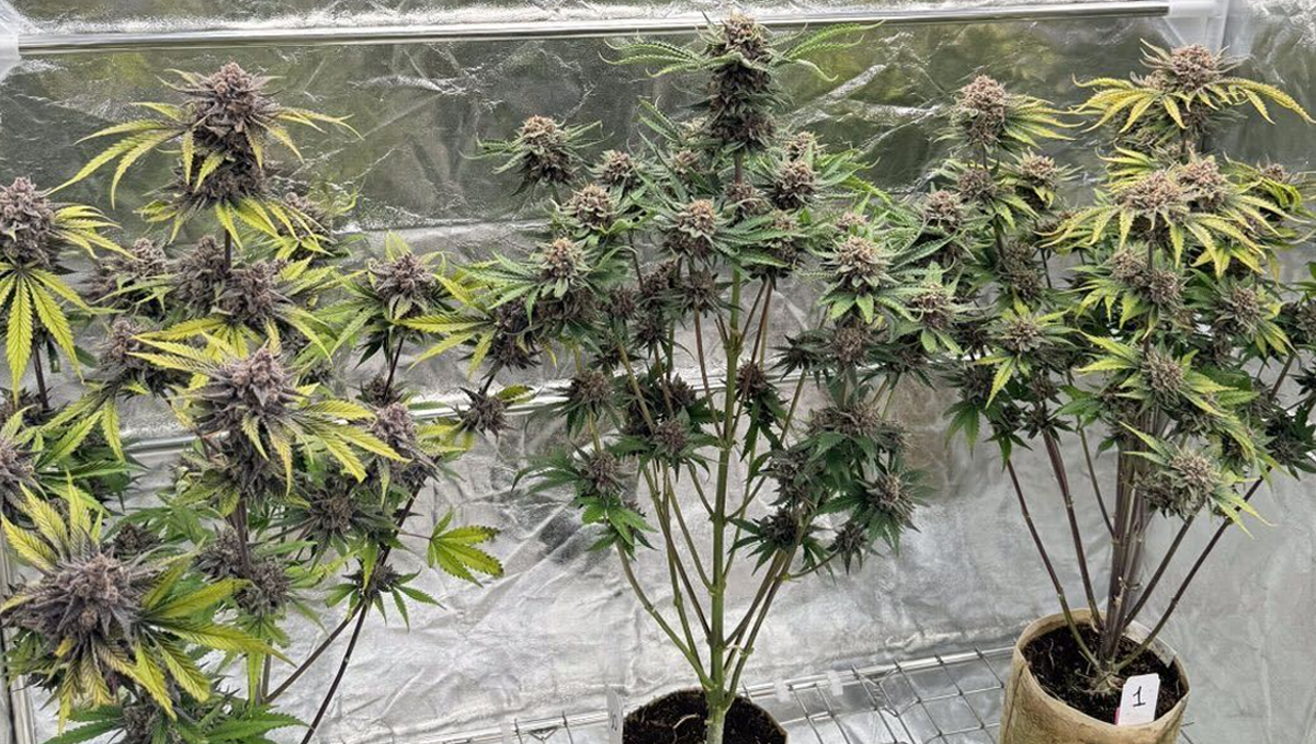 Cherry Cola Auto RF3