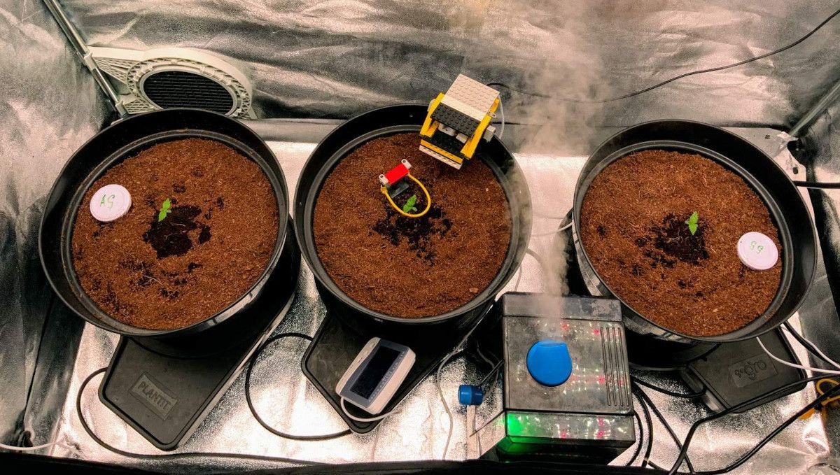 Gorilla Auto Cannabis Strain Week-by-Week Guide: Three black plastic containers with coco in grow tent with very small marijuana seedlings in each of them and a air humidifier releasing a jet of vapor