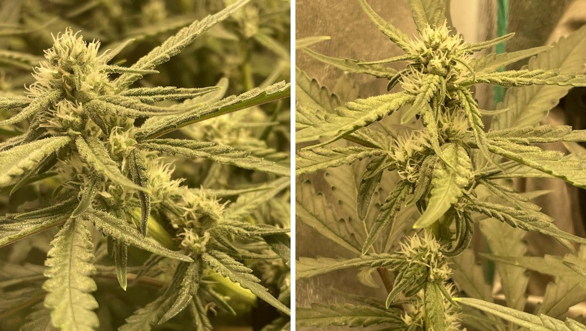 Gorilla Punch Auto 大麻品种：开花早期 | 第6-7周 | 花顶长满冻霜叶片